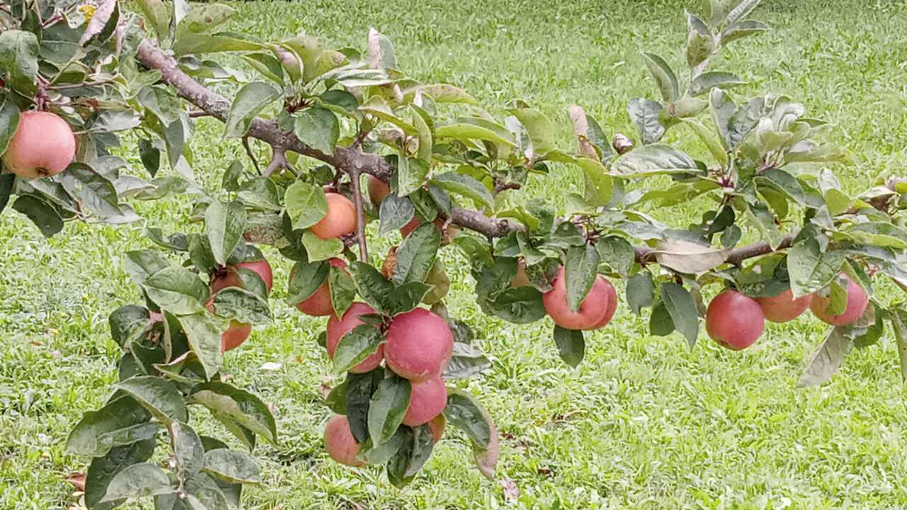 Prikaz obrezovanja sadnega drevja in izdelave cepičev