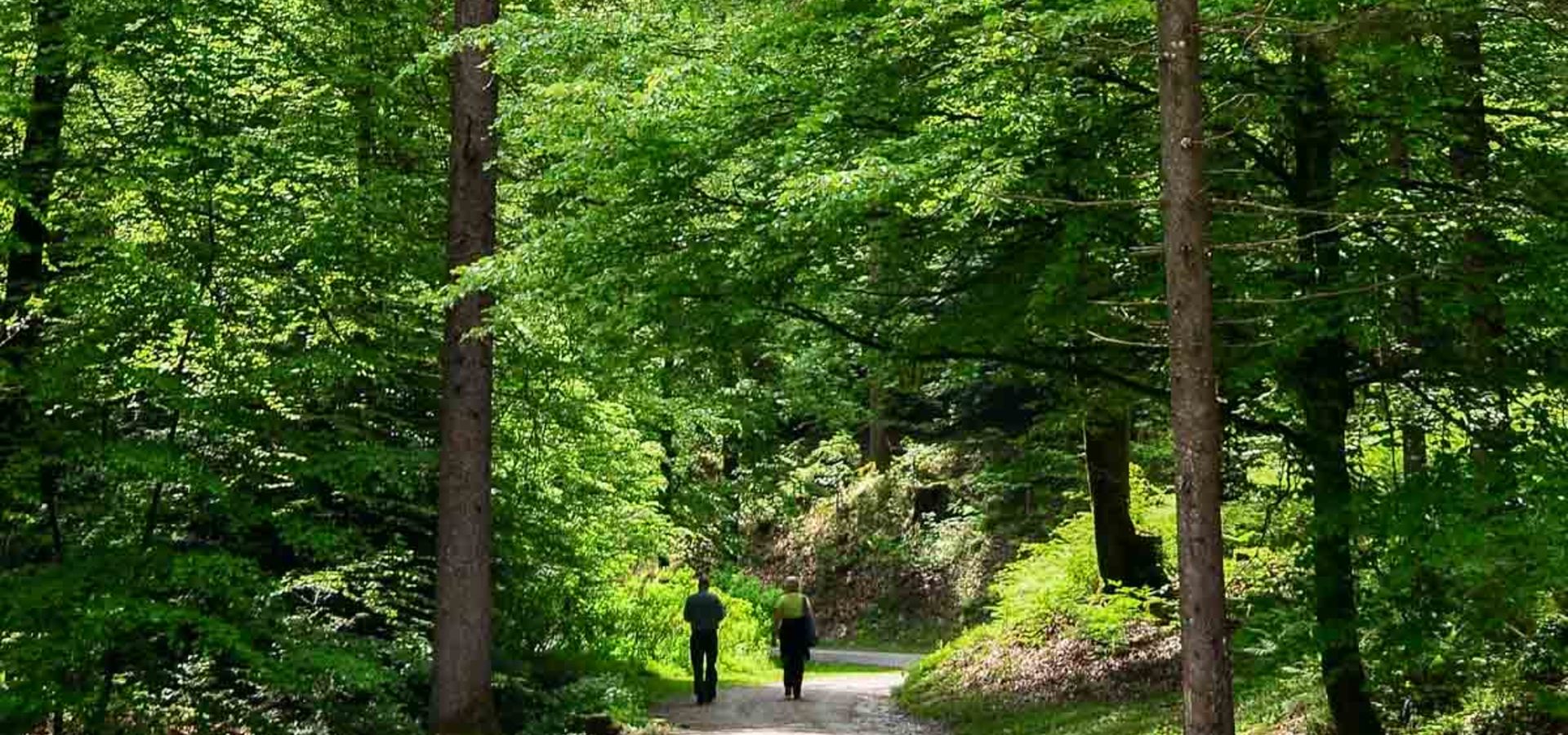 Gozdna terapija za vse pod stresom