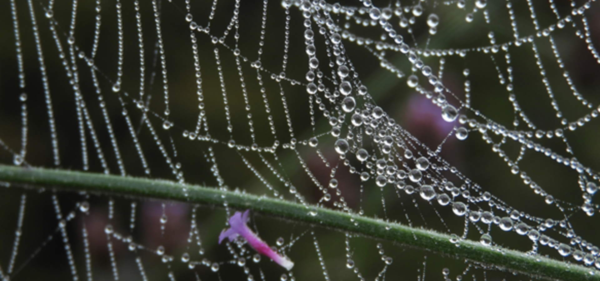 Fotografska razstava ZAPLETENO ŽIVLJENJE 