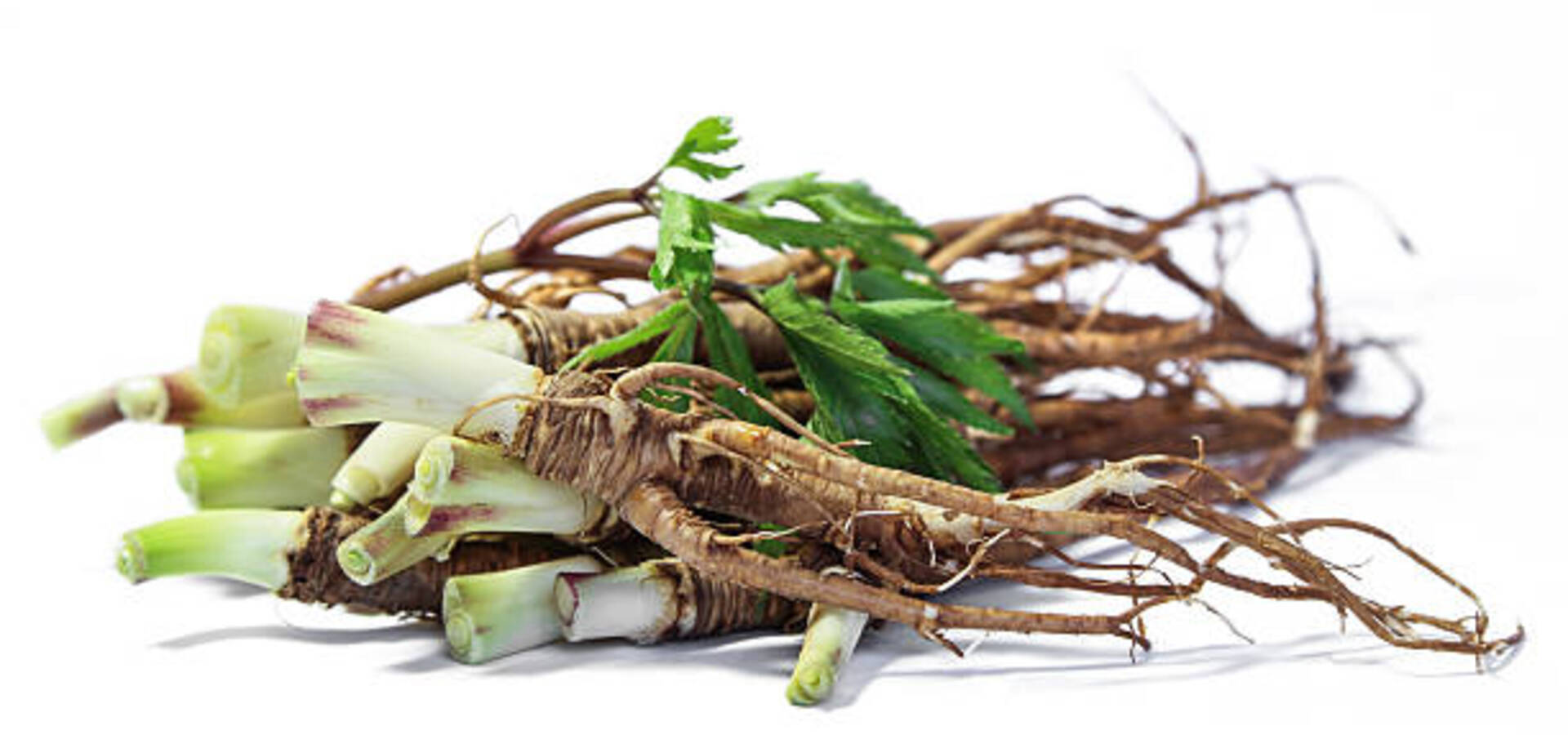 Koreninice za zdravje, delavnica