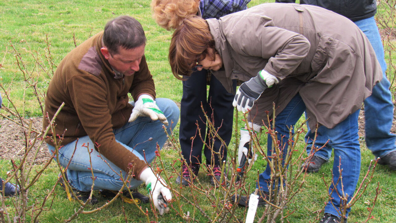 Prikaz obrezovanja po skupinah vrtnic