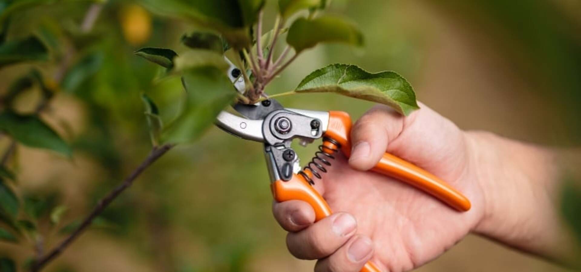 Prikaz obrezovanja sadnega drevja in izdelave cepičev