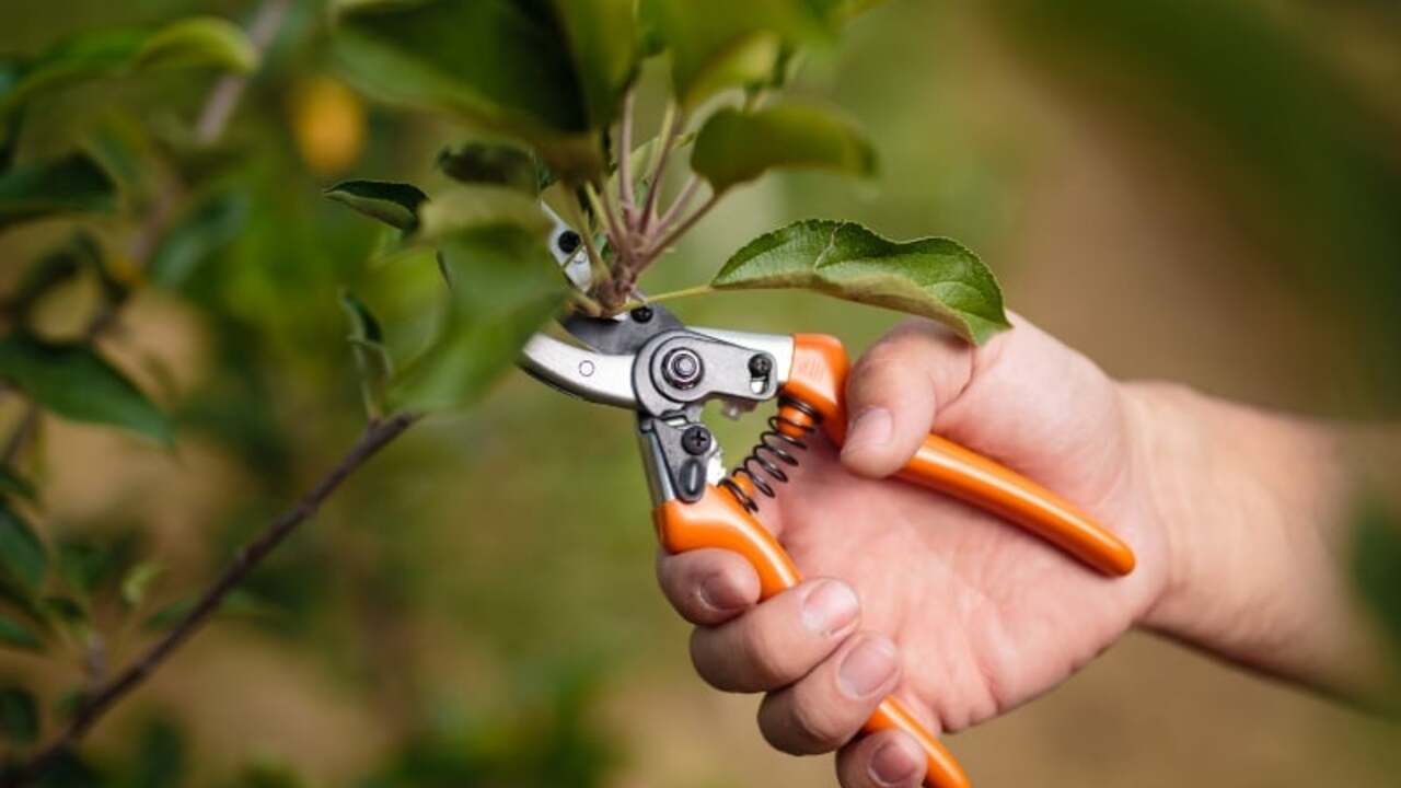 Prikaz obrezovanja sadnega drevja in izdelave cepičev