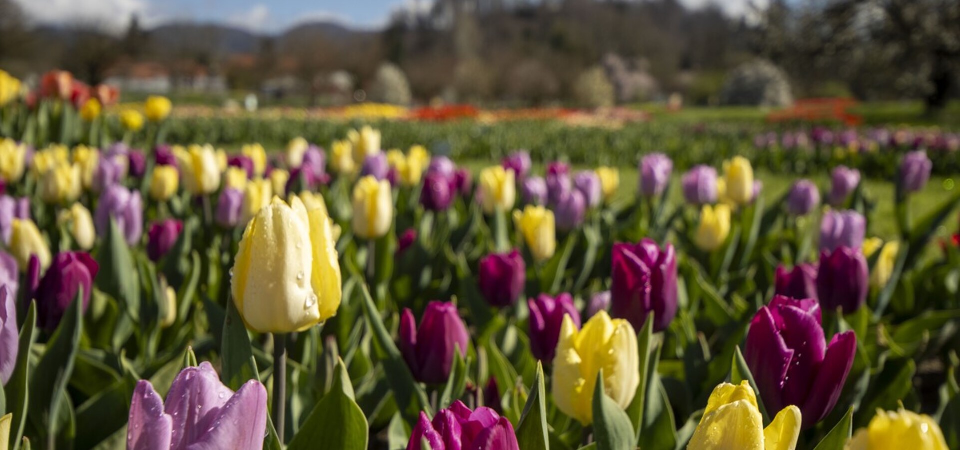 Spomladanska razstava cvetja in tulipanov