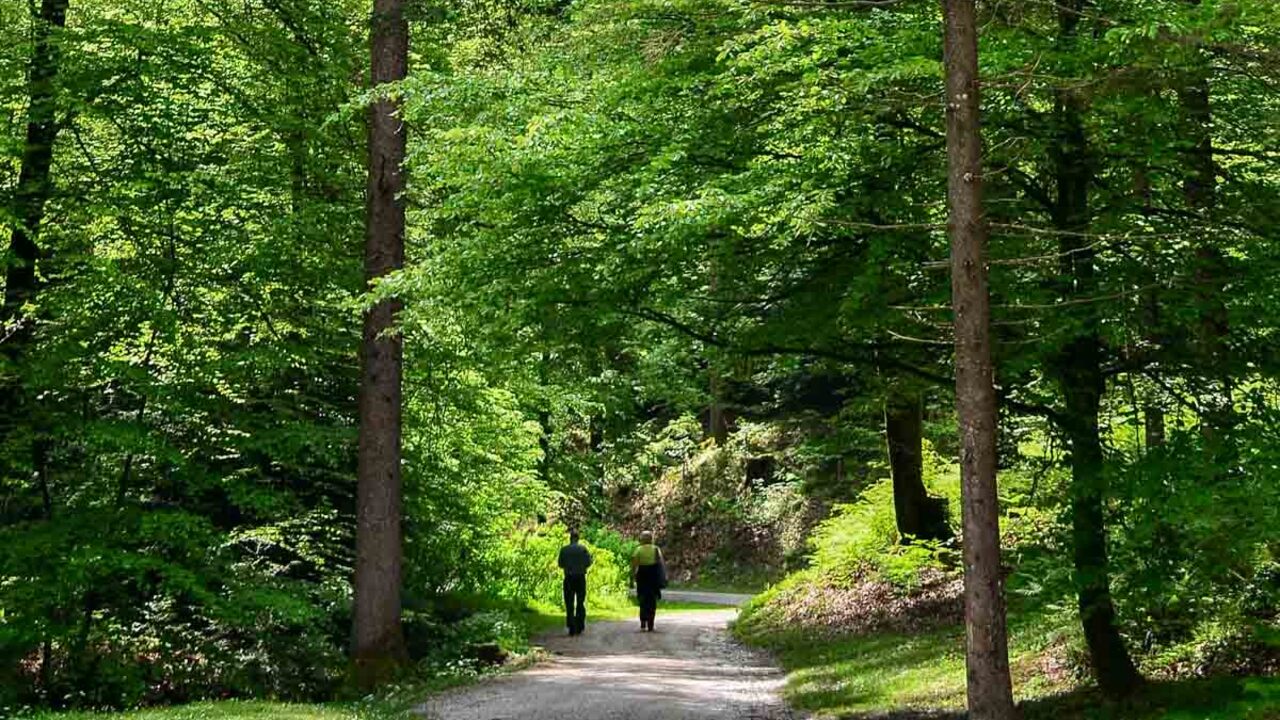 Gozdna terapija za vse pod stresom