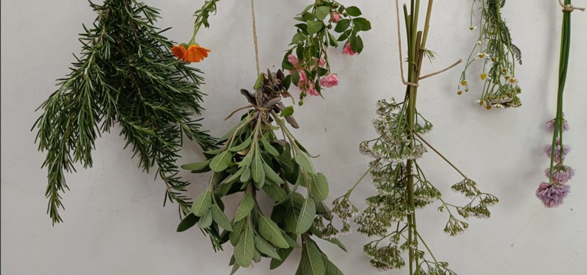 Osnove zeliščarstva, delavnica