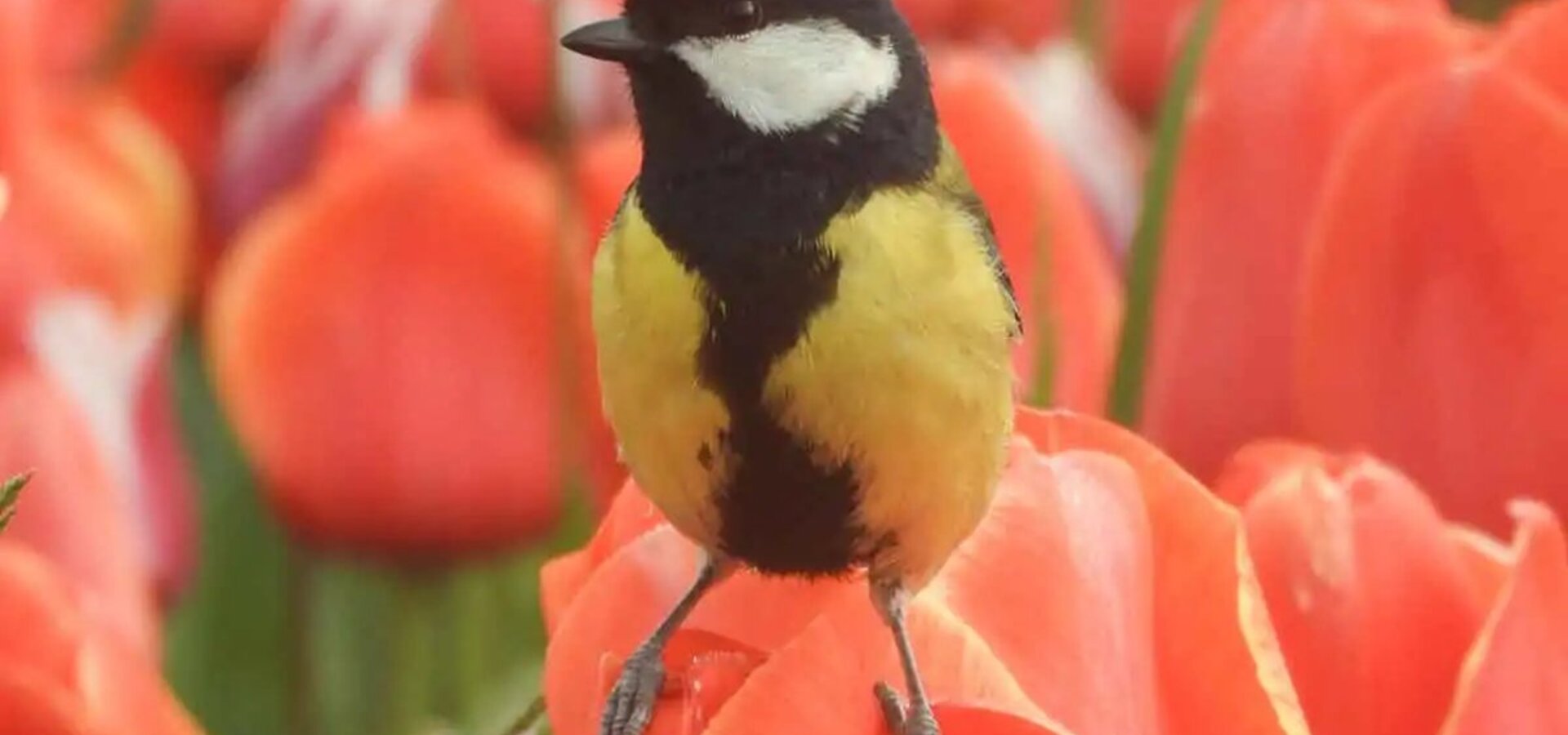 Fotografska razstava Ptice v Arboretumu