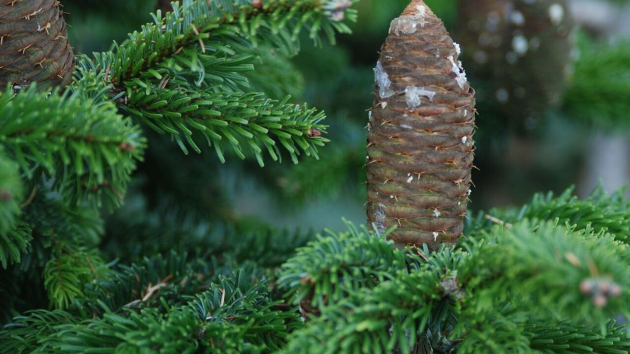 Vonj gozda v steklenički, delavnica destilacije eteričnih olj iglavcev