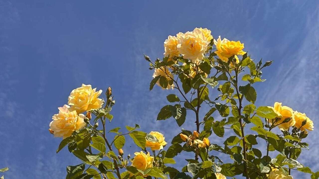 Čuječa fotografija: Ujeti trenutki med vrtnicami (Obrazi vrtnic)